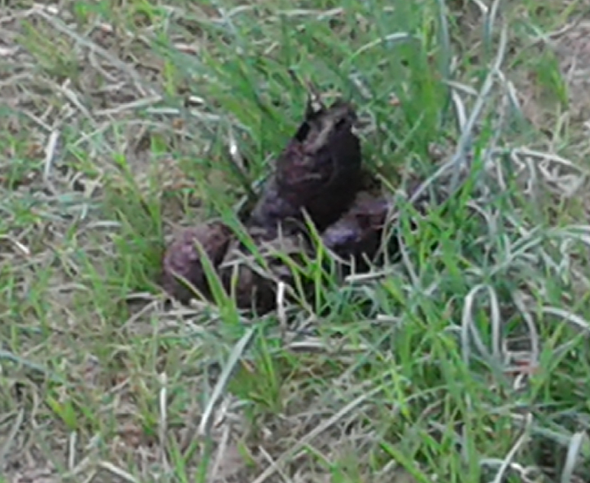 Ricordini sprsi in tutto il parco